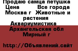 Продаю самца петушка › Цена ­ 700 - Все города, Москва г. Животные и растения » Аквариумистика   . Архангельская обл.,Мирный г.